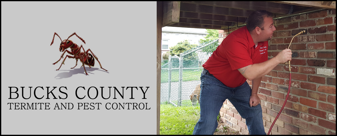 Bucks County Termite and Pest Control Performs Mosquito Extermination in Croydon, PA Bucks County Termite and Pest Control Performs Mosquito Extermination in Croydon, PA