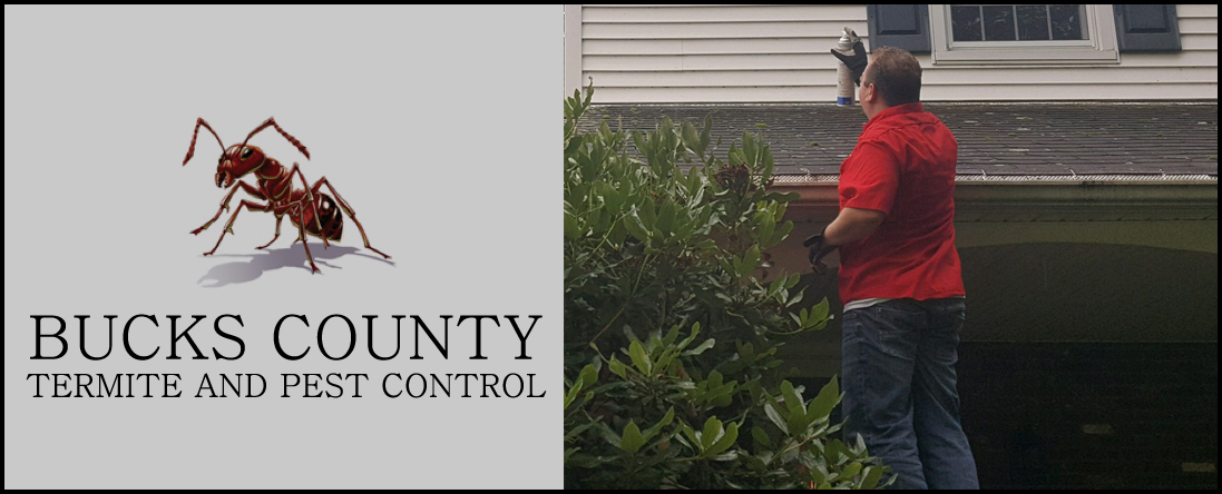 Bucks County Termite and Pest Control Offers Fleas and Ticks Removal in Croydon, PA Bucks County Termite and Pest Control Offers Fleas and Ticks Removal in Croydon, PA