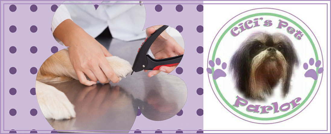 Cici's Pet Parlor Offers Dog Nail Trimming in Lakewood, CO Cici's Pet Parlor Offers Dog Nail Trimming in Lakewood, CO