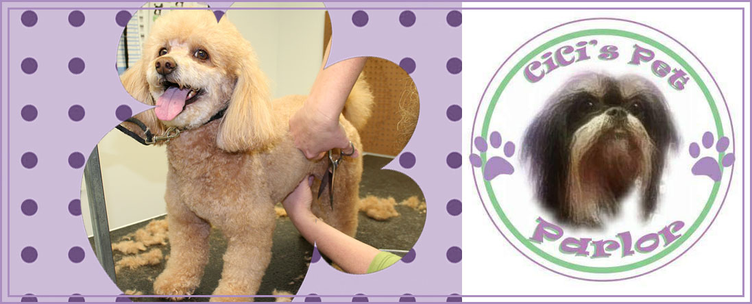 Cici's Pet Parlor Offers Dog Haircuts in Lakewood, CO Cici's Pet Parlor Offers Dog Haircuts in Lakewood, CO