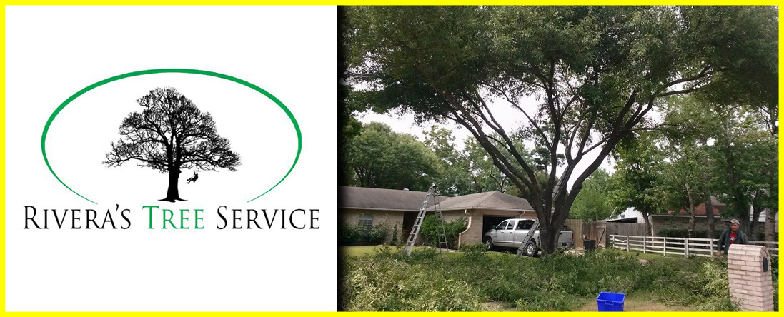 Rivera's Tree Service Offers Tree Trimming in Houston, TX Rivera's Tree Service Offers Tree Trimming in Houston, TX